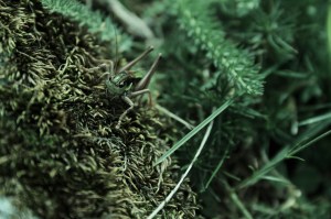 Rifugio Barbara Lowrie - Bobbio Pellice - Val Pellice