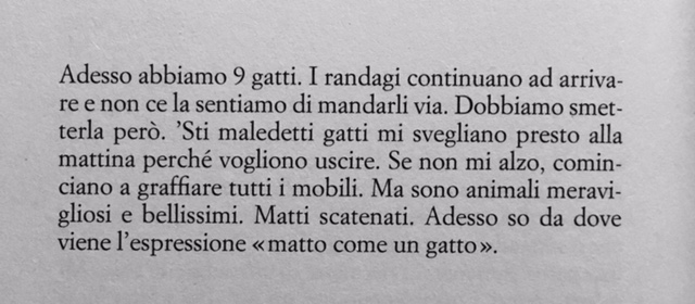 gatto ossessivi