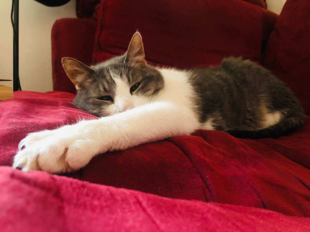 3 cose che ho imparato dal mio&nbsp;gatto